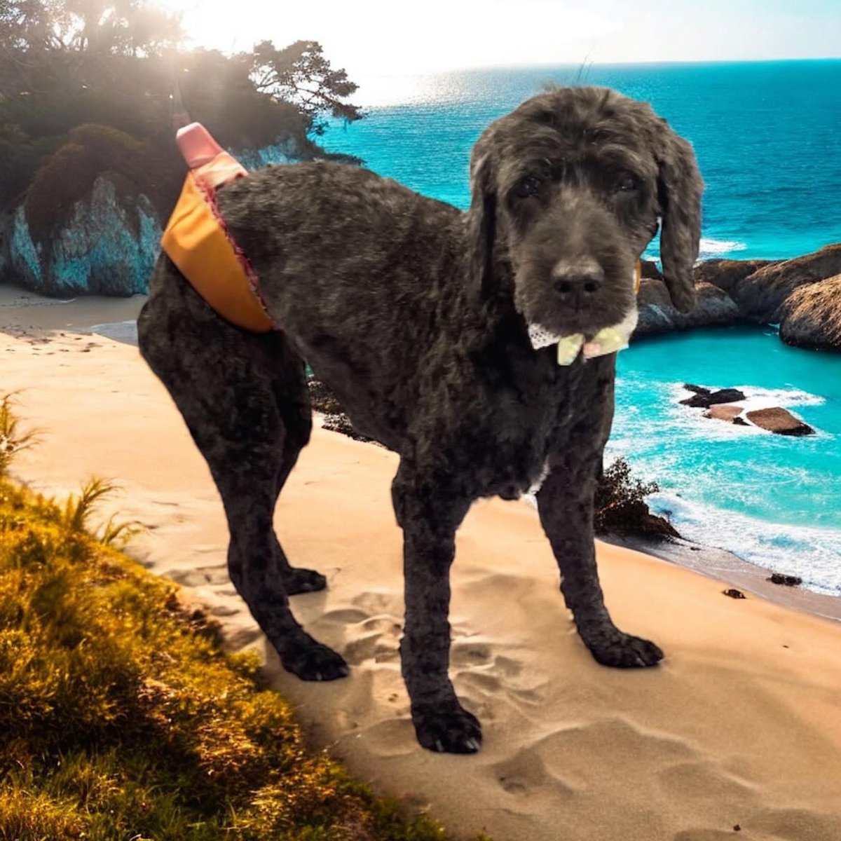 🆘16 JULY 2025 #Lost Pixie #ScanMe
ELDERLY Black Cockerpoo Female Red collar 
#A48 #Minsterworth #GL2 #Gloucester #Gloucestershire
doglost.co.uk/dog/199198