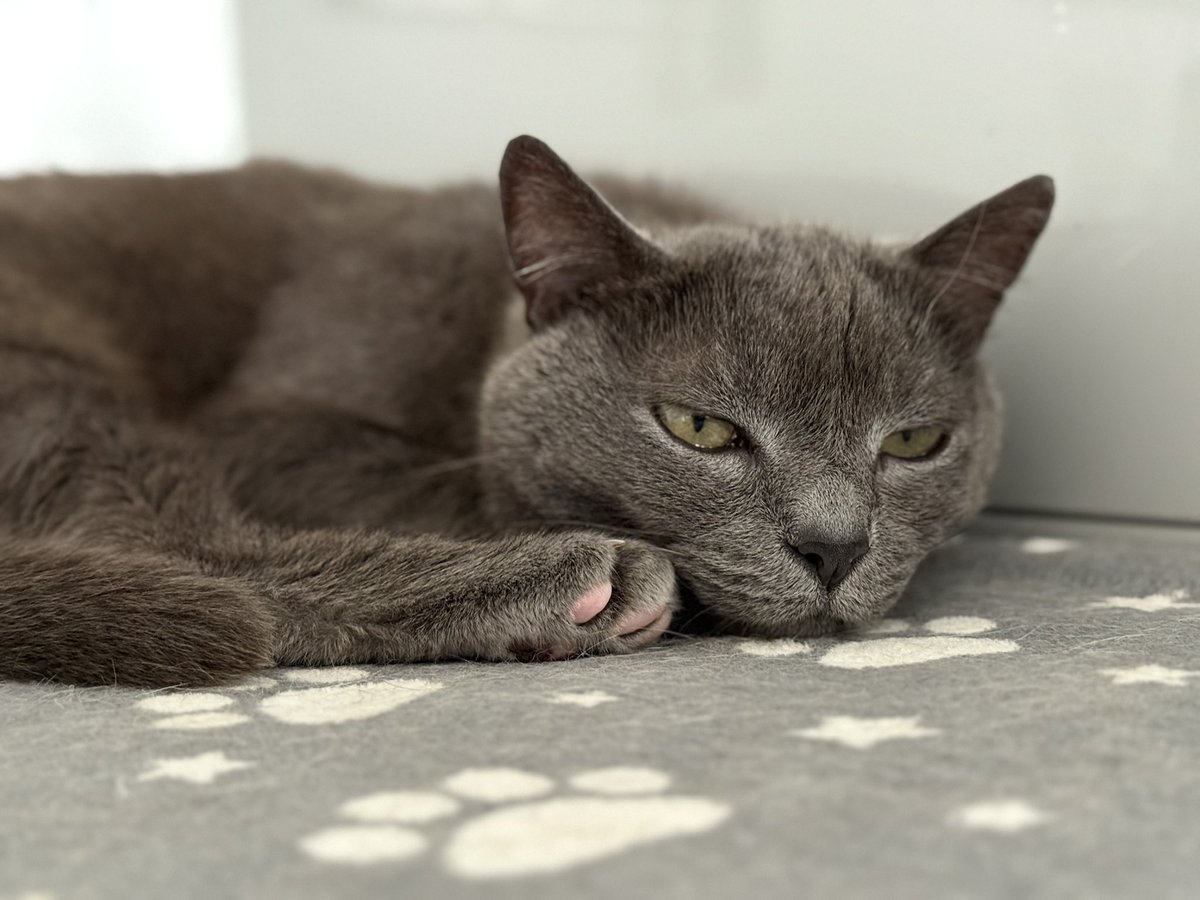 Still having some ups and downs and we aren’t sure what the long term will bring but a good weekend overall for Dre. Waitrose rotisserie chicken brought home by me on Friday after my travels, Purina meals going well, sunshine, mooching and now the boiler to nap on.