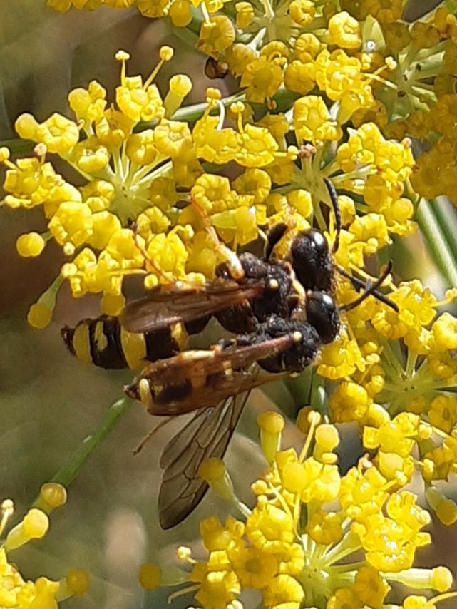 #urbansafari Plenty going on in Ipswich this afternoon when the rain cleared. Anthidium manicatum, Cerceris rybyensis in cop, Bombus pascuorum, Comm Blue, Br Argus, Gatekeeper and Philanthus from 'new' estate drainage reedbed and 'greenspace'.