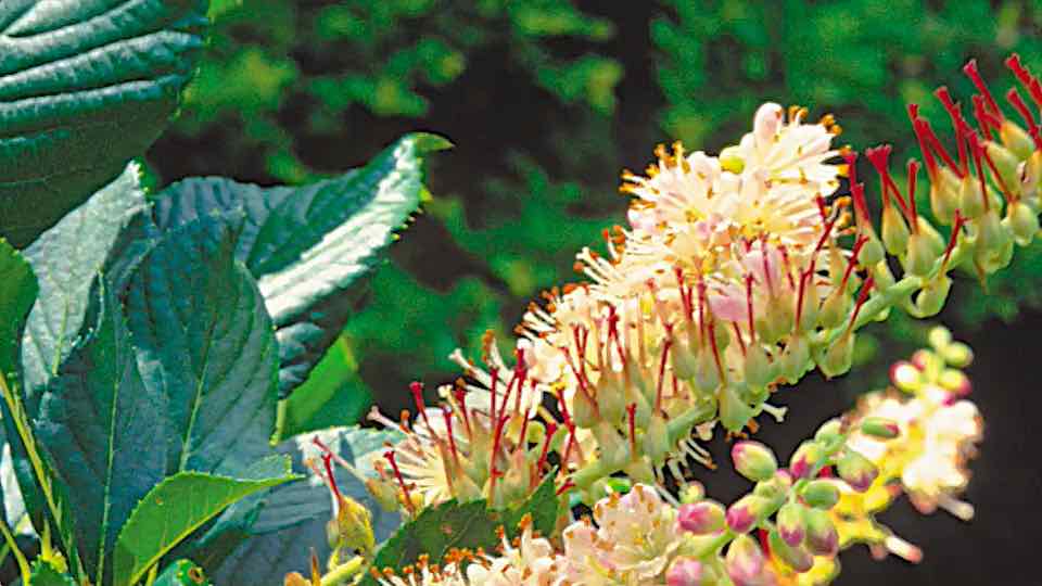 gardensbyyou's tweet image. Sweet-Pepper Bush (Clethra alnifolia) are medium- to slow-growing, erect and branching or spreading, stoloniferous deciduous shrubs, up to 8 ft. (2.4 m) tall and wide. They are native to the Atlantic and Gulf coastal plain of North America from New Brunswick Canada in the north…