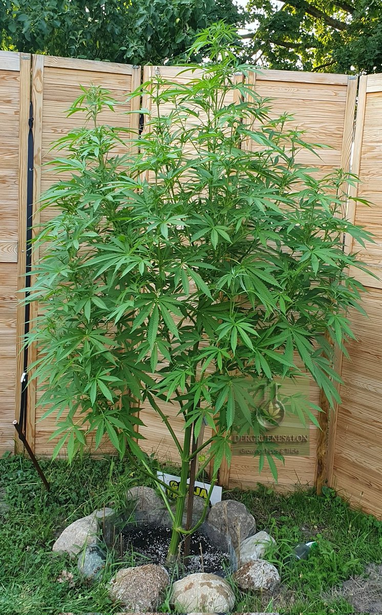 Tag 98 für Slurricane. Heute misst sie schon ganze 215 cm, wirklich unglaublich. Heute gab es auch mal wieder 20 Liter Wasser für die Gute und selbstverständlich auch wieder mit den Zusätzen von Biobizz.