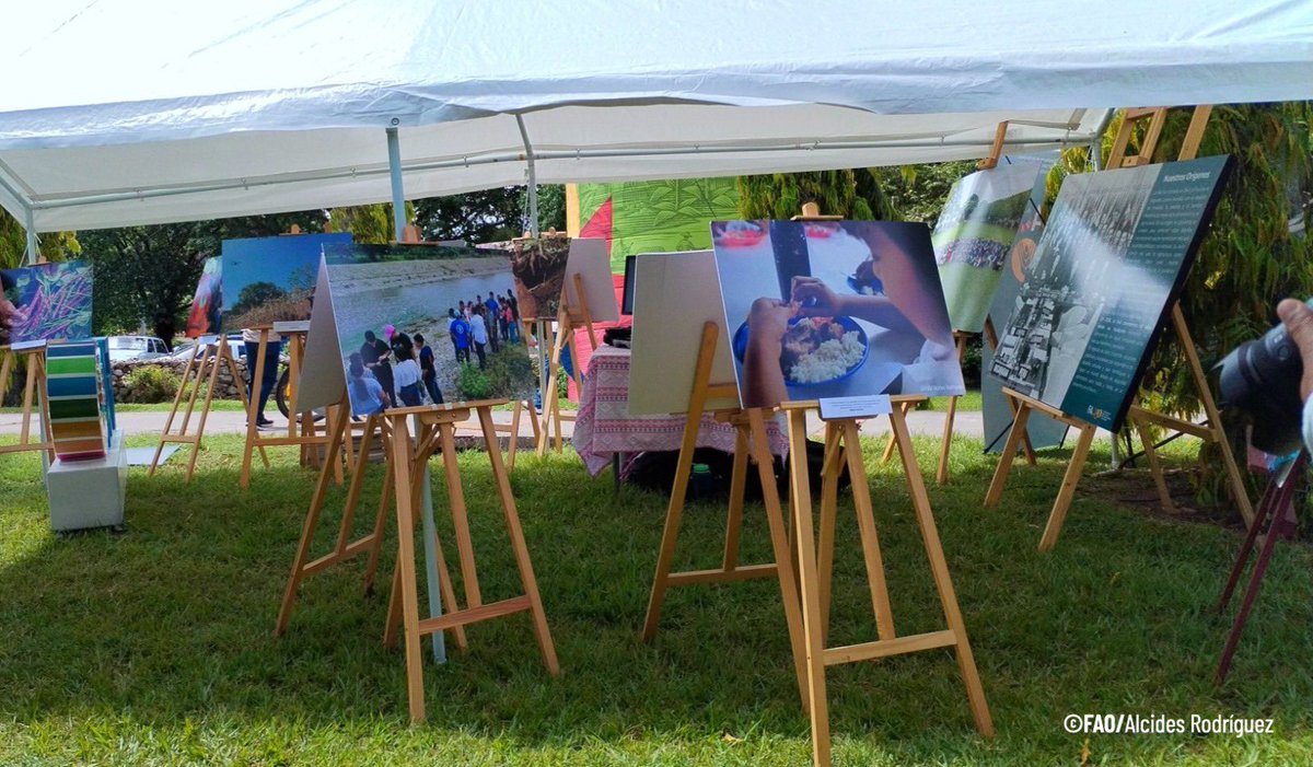 FAO HONDURAS tweet media