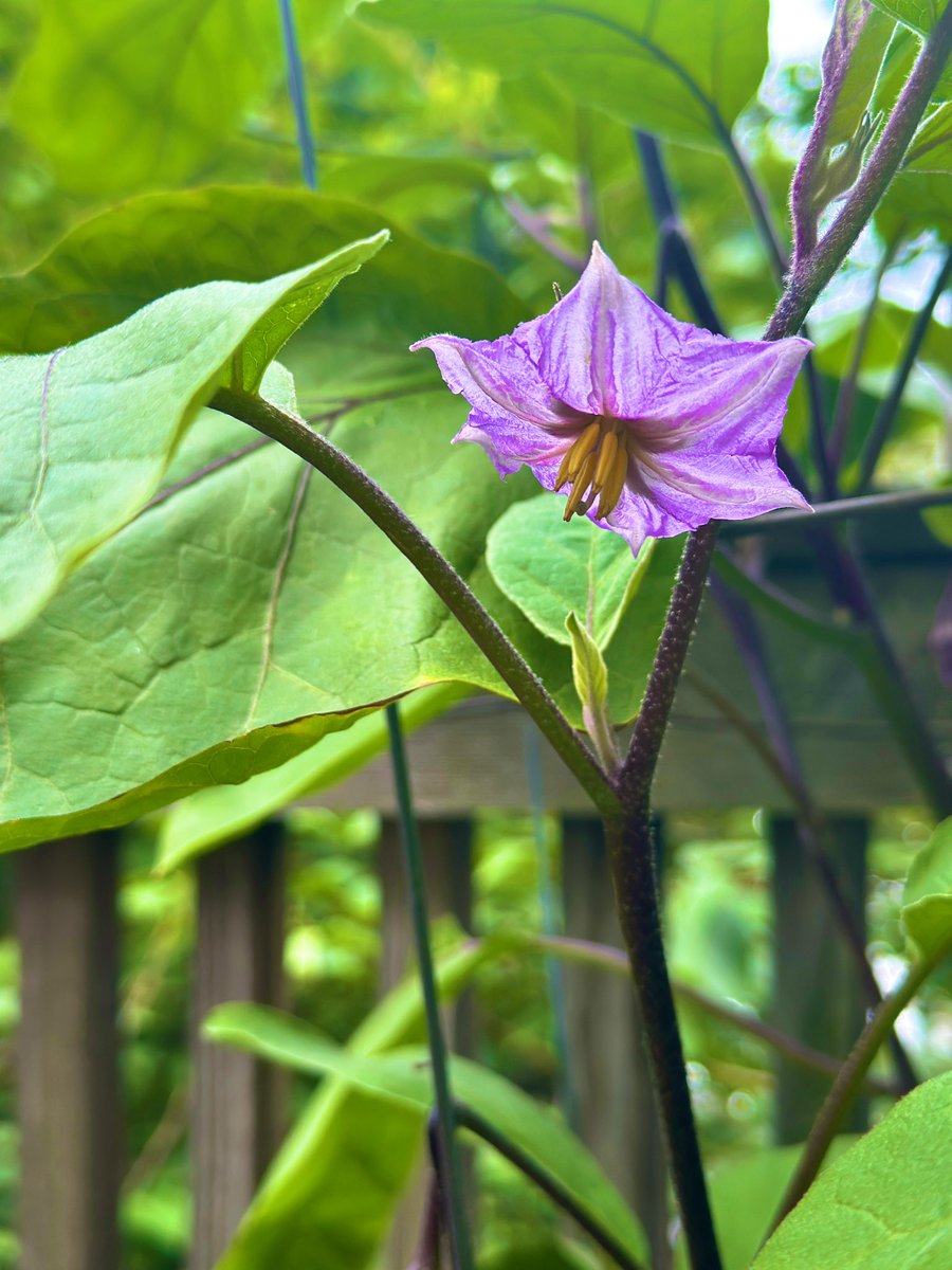_sen_sharmila's tweet image. Sunday harvest from the kitchen garden. Eggplant & green chillies for dinner tonight. Basil for Tuesday’s pesto pasta.
I’ve made & followed a weekly dinner menu for 18 yrs. It started because one of my kids has ASD & likes predictable routines & planning ahead. I do too!!