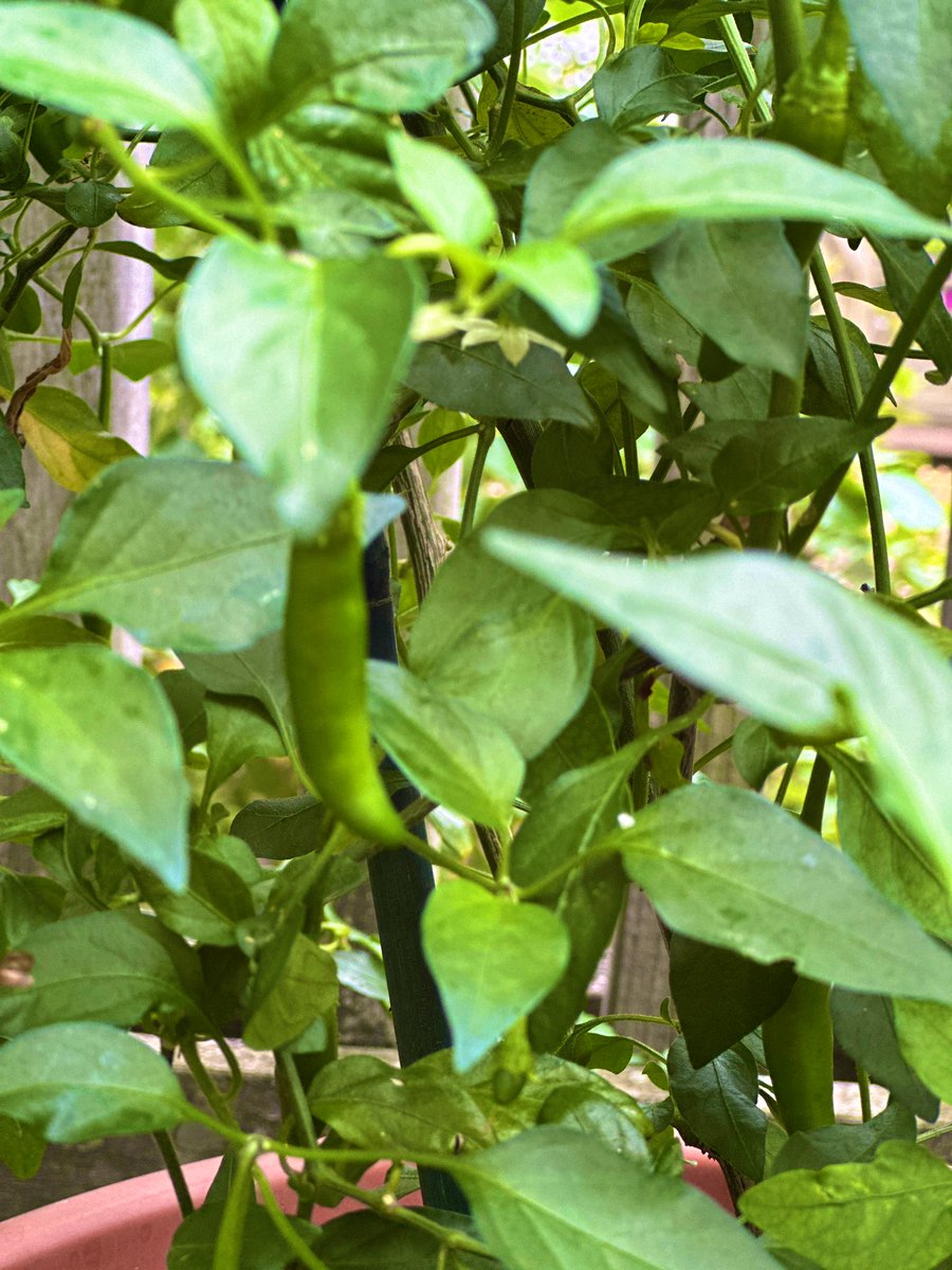 _sen_sharmila's tweet image. Sunday harvest from the kitchen garden. Eggplant & green chillies for dinner tonight. Basil for Tuesday’s pesto pasta.
I’ve made & followed a weekly dinner menu for 18 yrs. It started because one of my kids has ASD & likes predictable routines & planning ahead. I do too!!