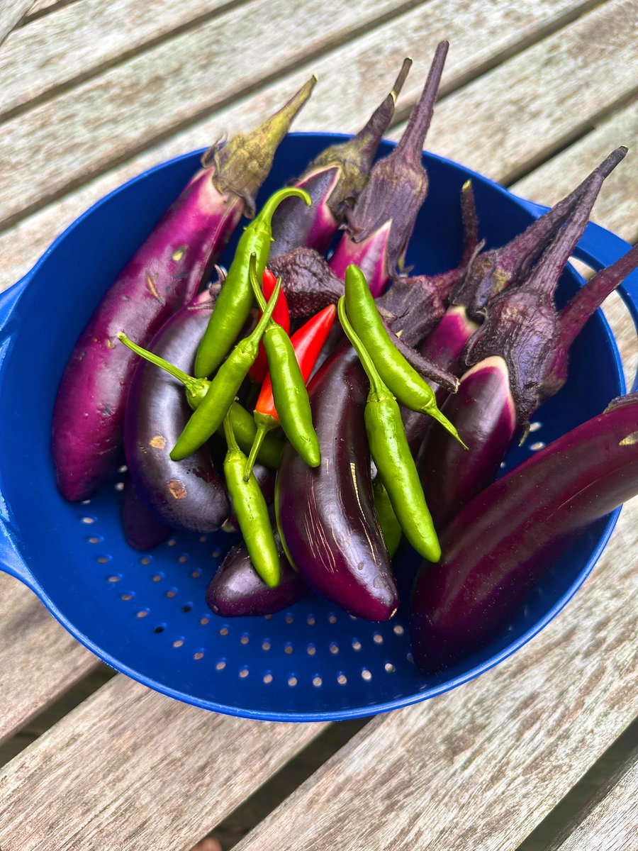 _sen_sharmila's tweet image. Sunday harvest from the kitchen garden. Eggplant & green chillies for dinner tonight. Basil for Tuesday’s pesto pasta.
I’ve made & followed a weekly dinner menu for 18 yrs. It started because one of my kids has ASD & likes predictable routines & planning ahead. I do too!!