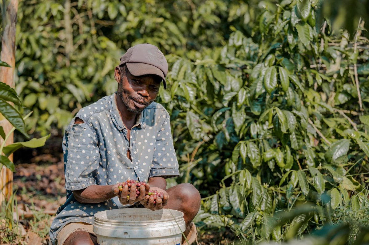 LegacyCoffeeLTD's tweet photo. Our mission is to empower smallholder farmers through value addition, enabling them to increase their incomes, improve livelihoods, and build sustainable communities. https://t.co/13ivJ7SiHD