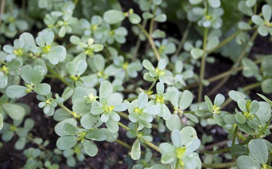 RBystrianyk's tweet image. I used to think purslane was just an annoying weed—I pulled it from my garden again and again. Then I learned it’s actually packed with protein, vitamins, minerals, omega-3 fatty acids, and health benefits! Turns out, a lot of so-called 'weeds' are not only edible but incredibly…
