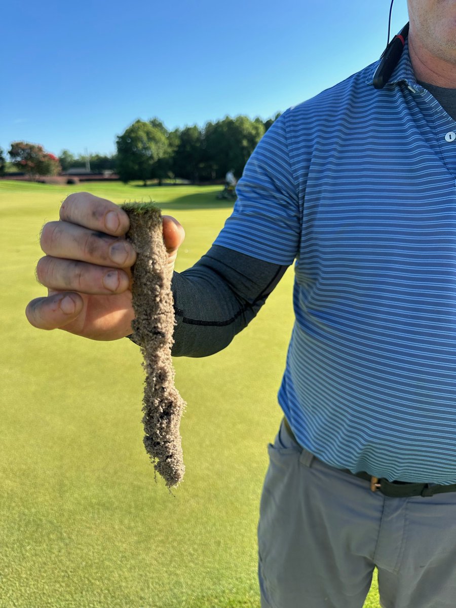 Mark Hayes, Superintendent at Marietta CC, GA seeded three practice greens with 007XL bent, September 2024. Today, mid July, Mark is showing off how deep the roots are -- "I have never seen bent roots like this in July." 
In August, Mark will seed all 18 new greens with 007XL.