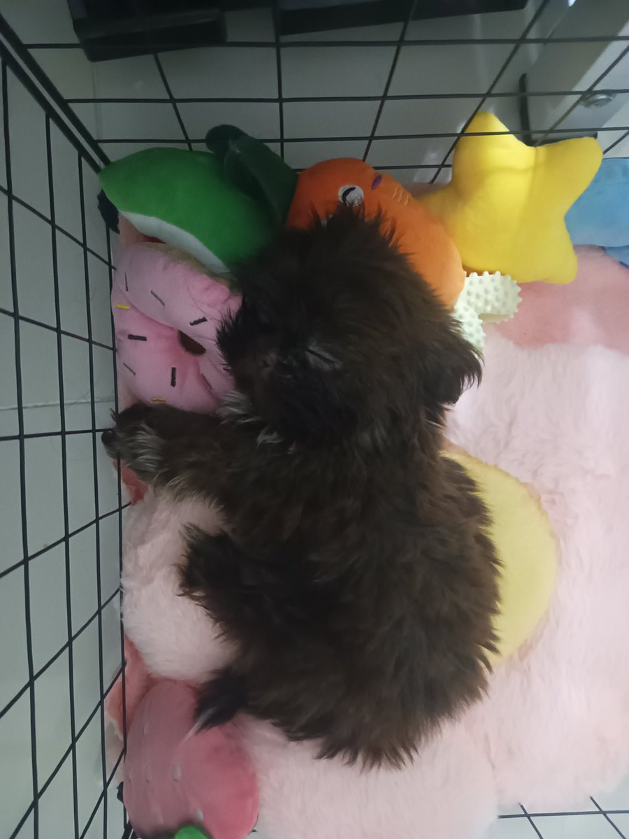 Our sweet lil buchi 🩷