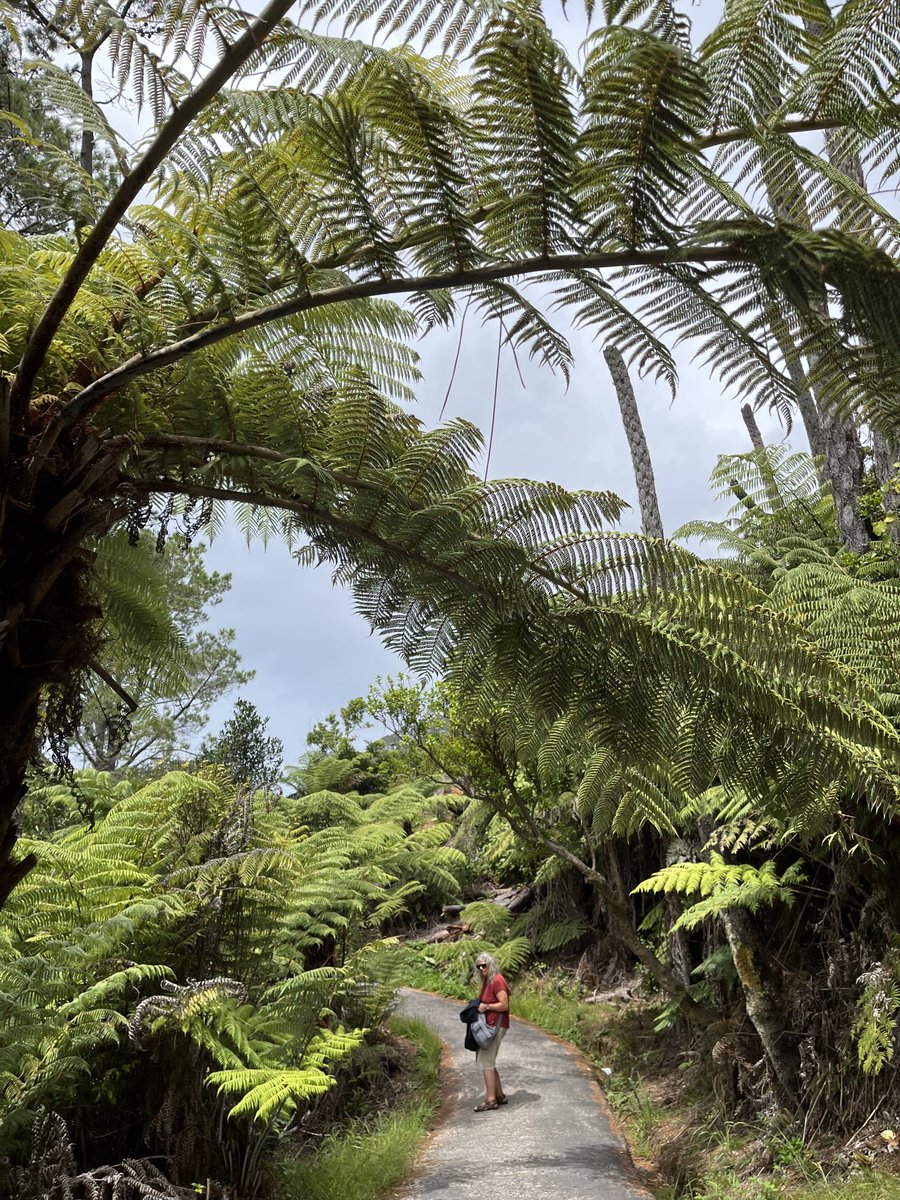 Ook boomvarens . . .