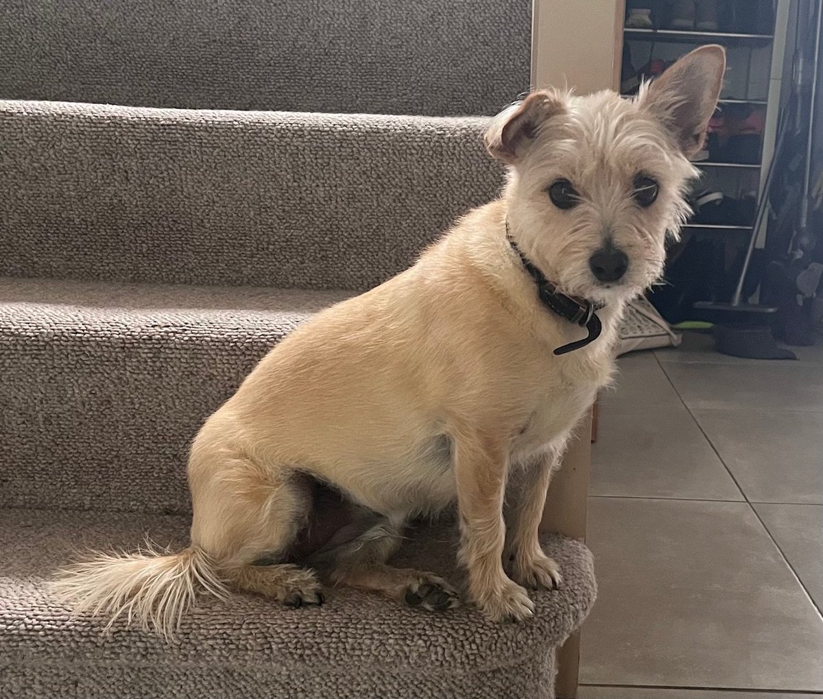🆘18 JULY 2025 #Lost Bobbi #ScanMe 
Tan Terrier Cross Female 
On West End close to Cave Castle
Last seen,by the Drs surgery on Ferry Lane heading towards North Cave
#EastRidingOfYorkshire #Yorkshire #HU15
doglost.co.uk/dog/199197