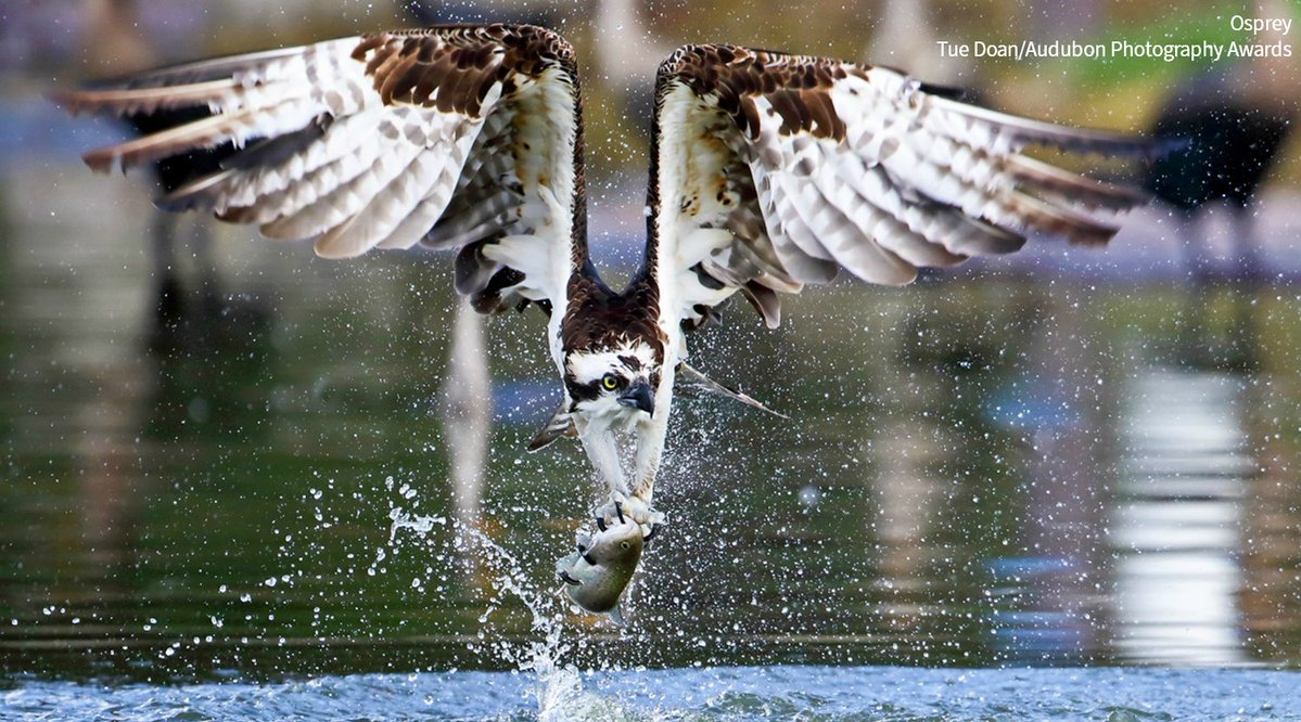 audubonsociety's tweet image. The Chesapeake Bay is home to the largest breeding population of Ospreys on the planet, but these birds face a big problem—the overfishing of menhaden, one of the most commercially important fish on Earth. bit.ly/44cS1qR