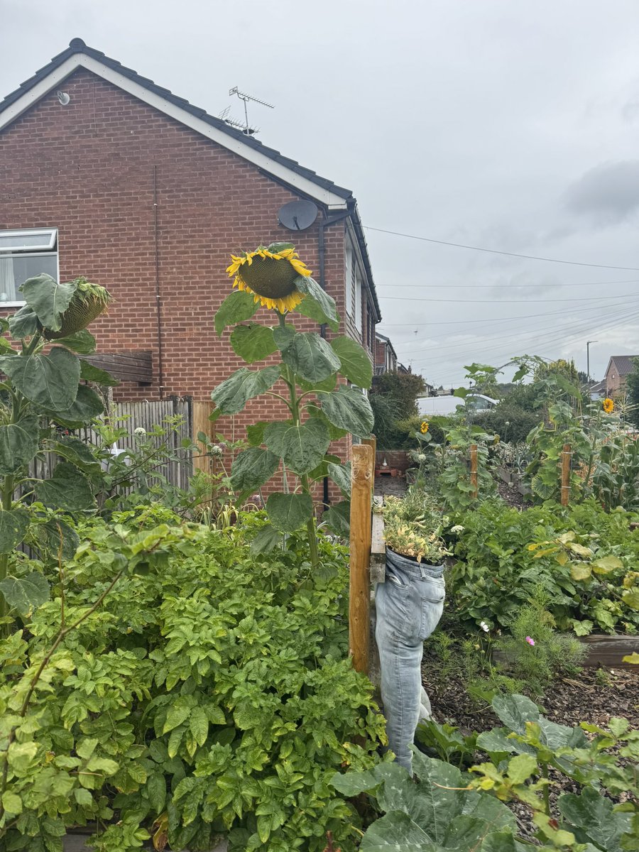 679 miles YTD for #NHS1000miles and a lovely picture from today’s walk of a keen gardener’s sunflower 🌻
