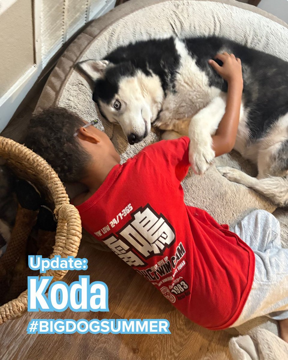 "He’s the sweetest bundle of love ever. Since day one, he has been the most amazing dog. Calm, sweet, playful, and loves bones. We love him so much!" Send your BIG Dog adoption stories to joybound.org/story