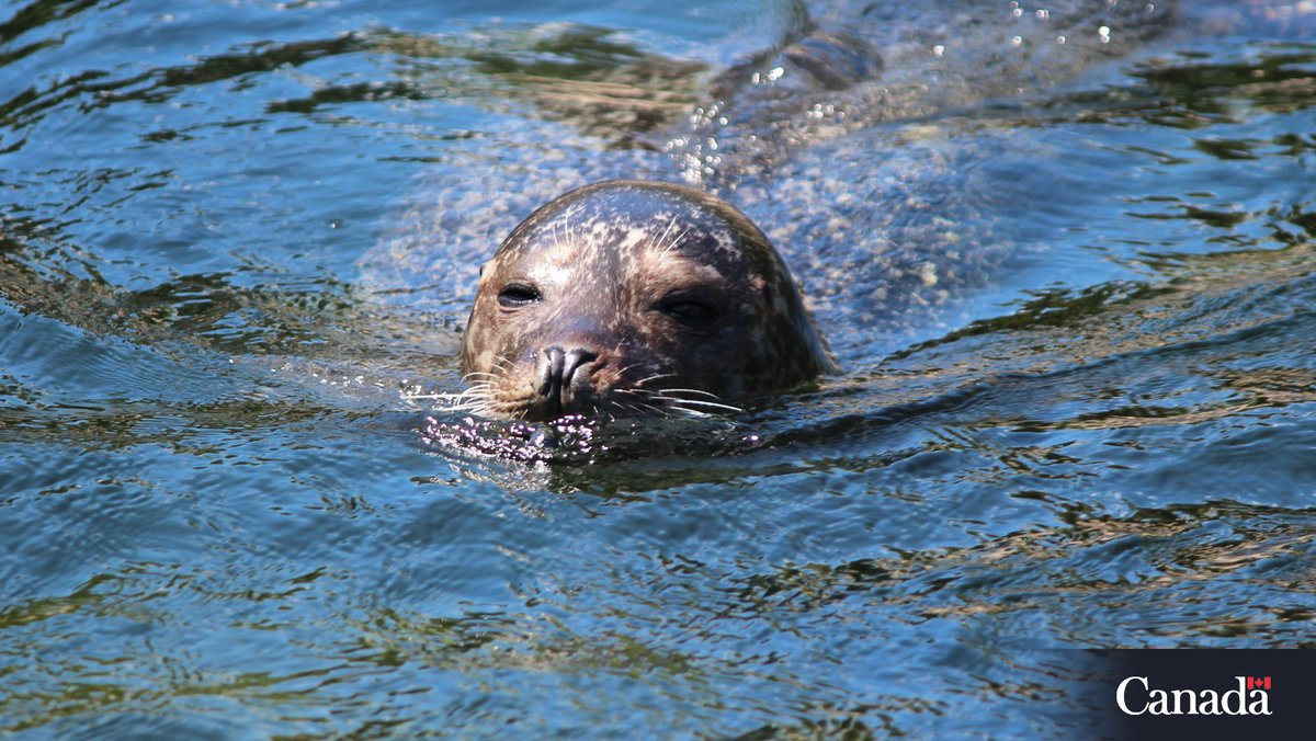 DFO_Pacific's tweet image. Keep your distance! If a #seal approaches you, move away and do not interact with it, including touching, feeding or swimming with it. ow.ly/o8Ez50Wrwm9
