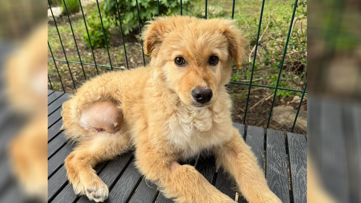 Network4Animals's tweet photo. ๐ญ๐ท For over 400 dogs & puppies at Azil Prijatelji in #Croatia, the shelter is the only home they'll ever know. But now, their only haven is falling apart around them, posing a serious risk to their health & safety.
We really need your help: https://t.co/bZ6fTCGuZz
#NFA #NFADogs https://t.co/2CK6HeuNC8