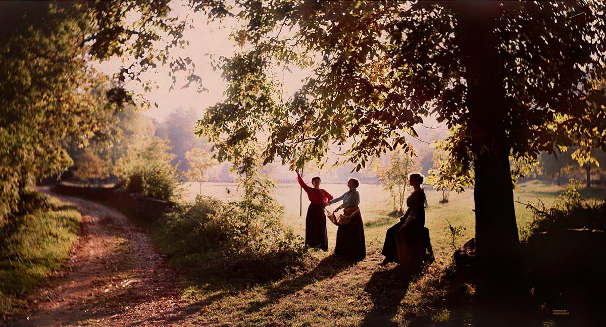 StuartHumphryes's tweet image. The golden sunlight in this autochrome is absolutely spectacular! I have cleaned up this remarkable photograph of three ladies of Lyon, picking fruit during the Golden Hour, 115 years ago. It was taken by Professor Fernand Arloing in 1910. It is original colour, not colourised.