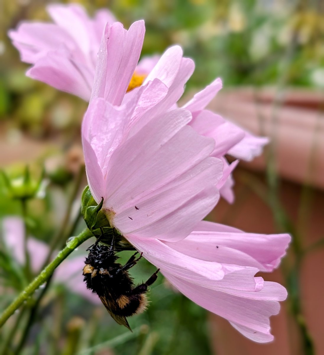 adventurous_moomin tweet media