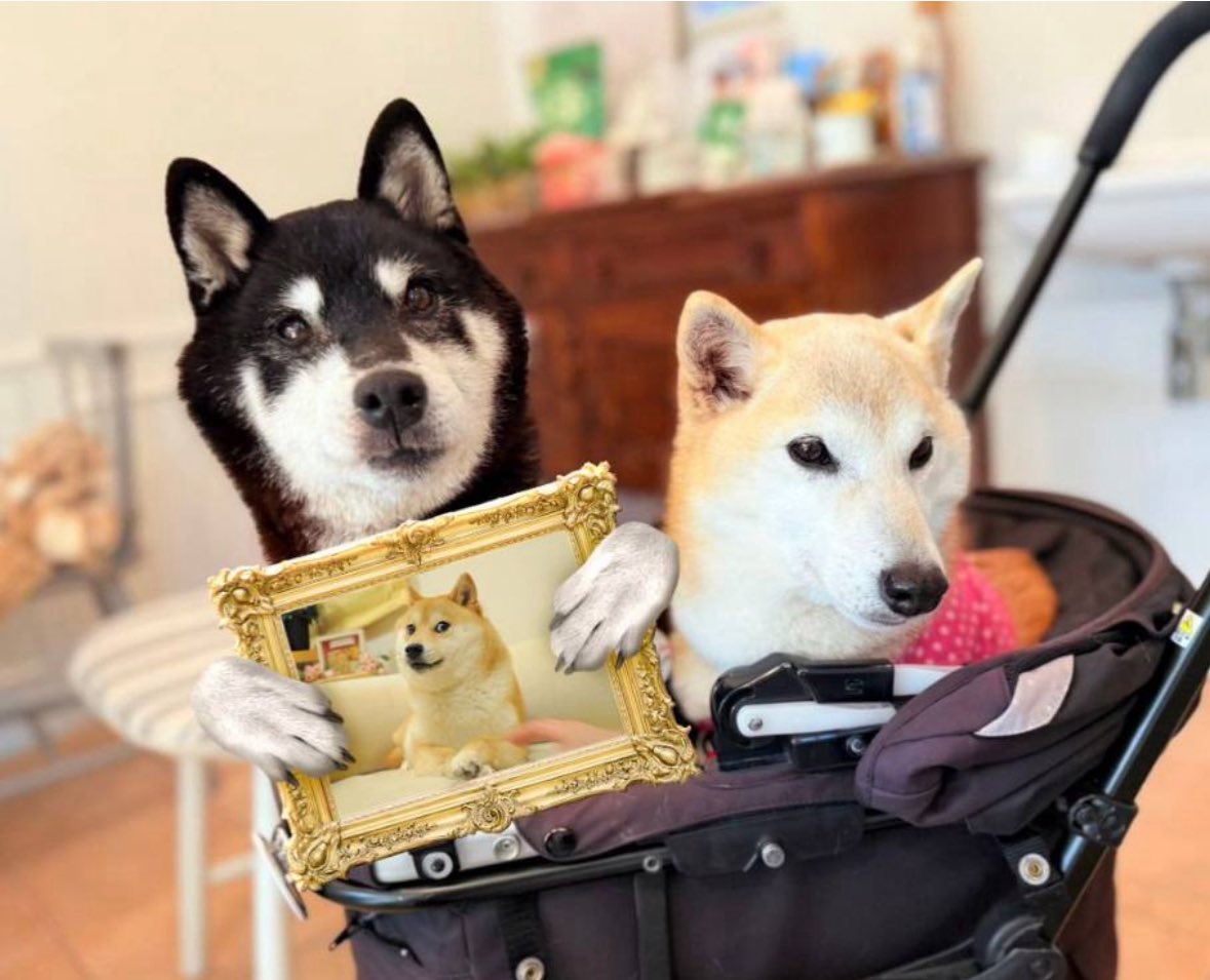 Cocoro (@cocoroblackshib) on Twitter photo It has been 134 days (4 months 12 days) since Cocoro launched on <a href="/ethereum/">Ethereum</a>.
Cocoro had made 2 separate donations to <a href="/chibawan_info/">ちばわん(犬猫保護)</a>.
Today 7/20 Cocoro has just donated another $3,150 more of Cocoro to <a href="/chibawan_info/">ちばわん(犬猫保護)</a>
They now have a total of 236,000,000
Worth $10,200 at the time It has been 134 days (4 months 12 days) since Cocoro launched on <a href="/ethereum/">Ethereum</a>.
Cocoro had made 2 separate donations to <a href="/chibawan_info/">ちばわん(犬猫保護)</a>.
Today 7/20 Cocoro has just donated another $3,150 more of Cocoro to <a href="/chibawan_info/">ちばわん(犬猫保護)</a>
They now have a total of 236,000,000
Worth $10,200 at the time
