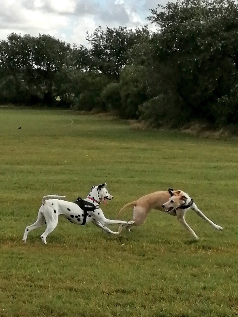 Had a lovely game of chase with my friend Flossie 😃
#dogsoftwitter
#ZSHQ