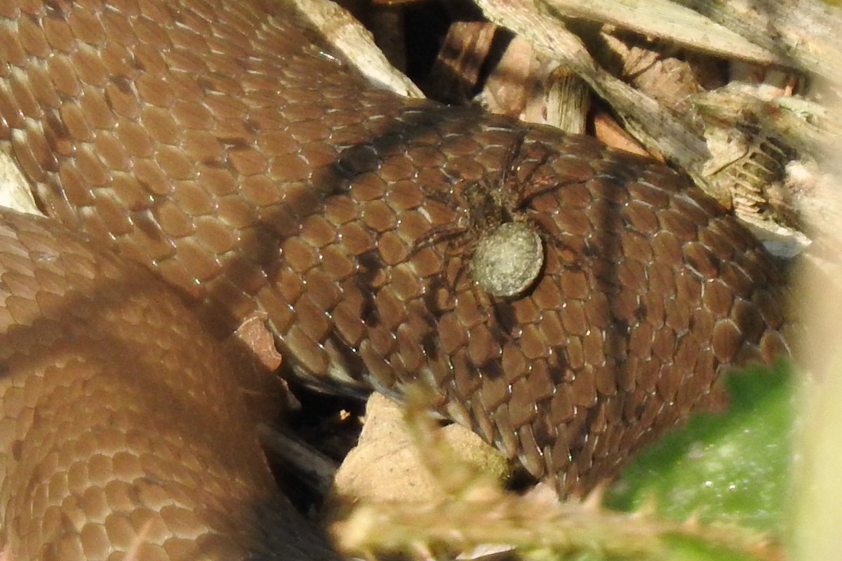 Pat Hogarth (@pathogarth) on Twitter photo I just noticed that the Grass Snake I was trying to photograph earlier this year has a friend. I don’t know what species it is so any suggestions would be greatly appreciated <a href="/tophilllow/">tophilllow</a> <a href="/Natures_Voice/">RSPB</a> <a href="/RoyEntSoc/">Royal Entomological Society</a> <a href="/BritishSpiders/">BAS</a> I just noticed that the Grass Snake I was trying to photograph earlier this year has a friend. I don’t know what species it is so any suggestions would be greatly appreciated <a href="/tophilllow/">tophilllow</a> <a href="/Natures_Voice/">RSPB</a> <a href="/RoyEntSoc/">Royal Entomological Society</a> <a href="/BritishSpiders/">BAS</a>