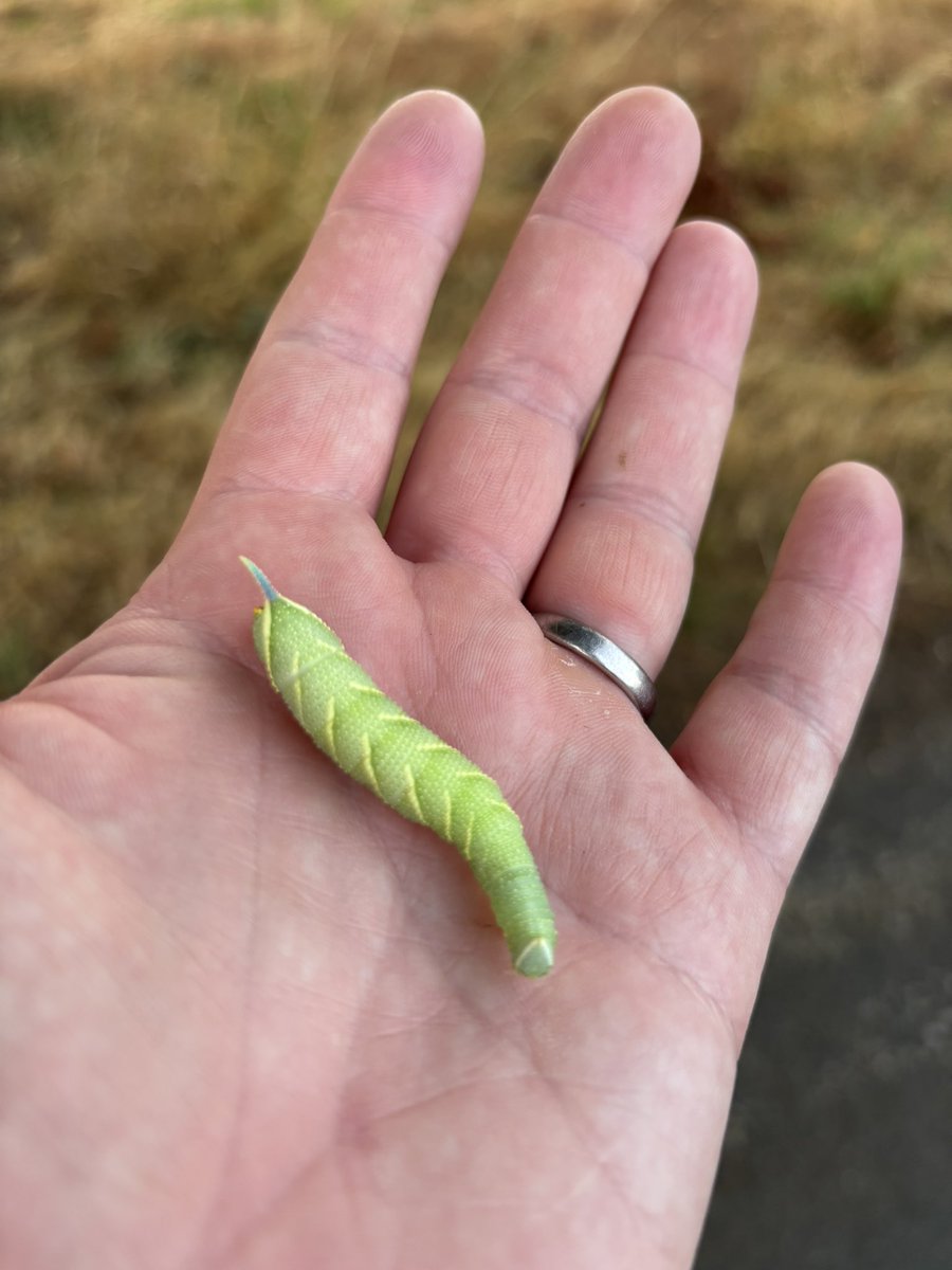 Lime Hawk-moth? <a href="/nickonslow/">Nicholas Onslow FRES</a>