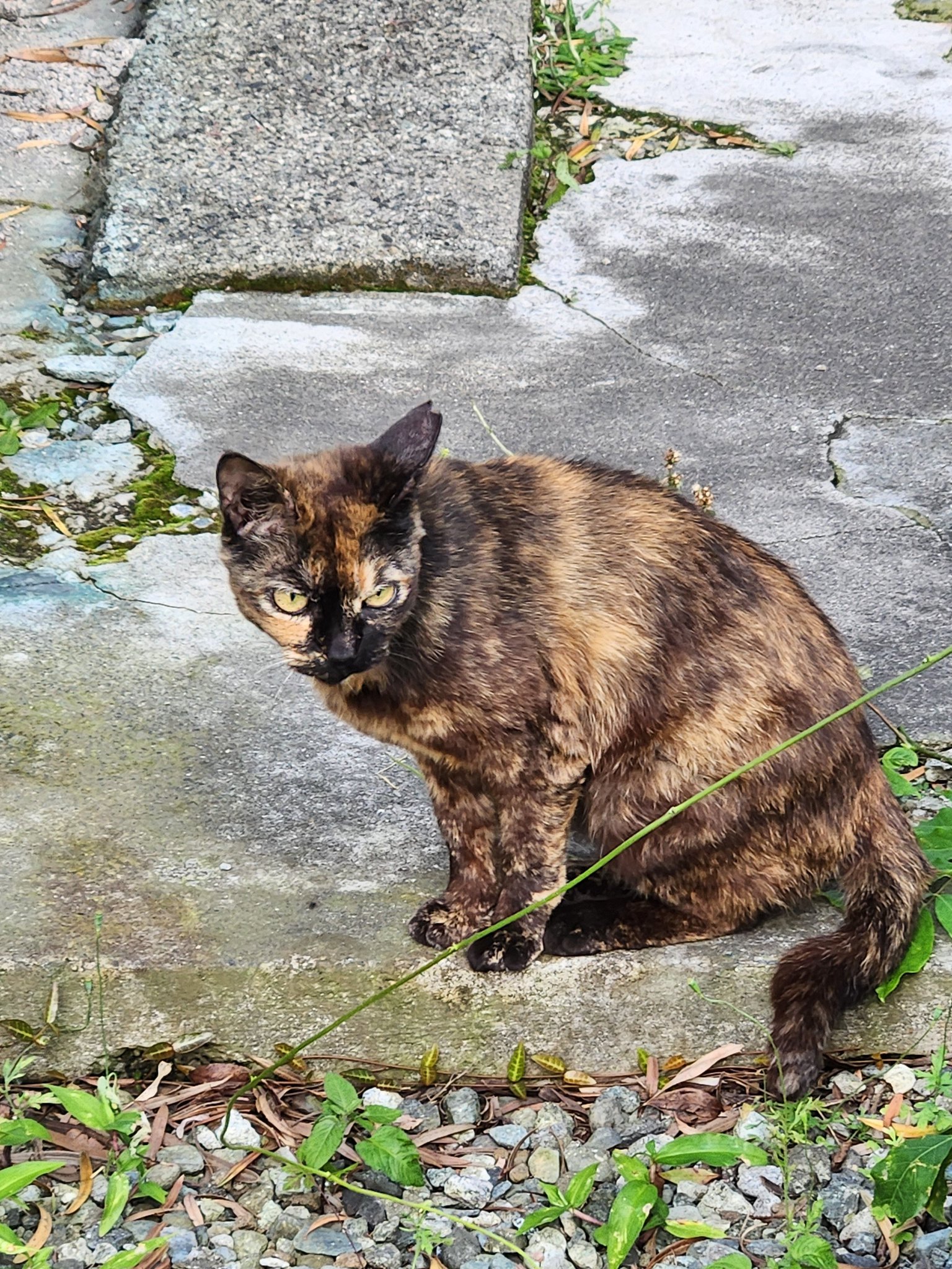 猫の寅 703-747-000.jpg