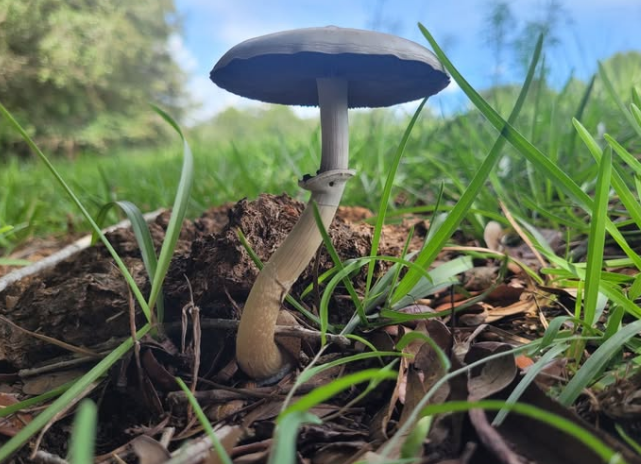 SB66M's tweet image. Beautiful shot of a naturally growing Cubensis in Florida, credits Shaun Thompson. Gorgeous lighting and composition.