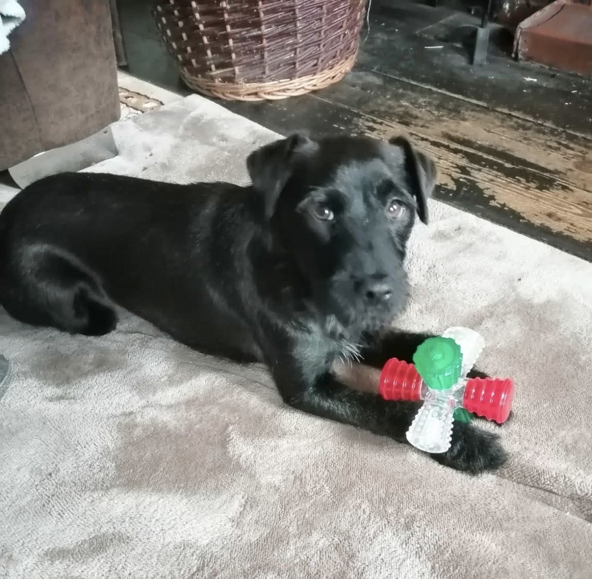🆘18 JULY 2025 #Lost Mabel #ScanMe
Black /White Patterdale Cross Female
#Nacton Village #Ipswich #Suffolk #IP10
doglost.co.uk/dog/199196
