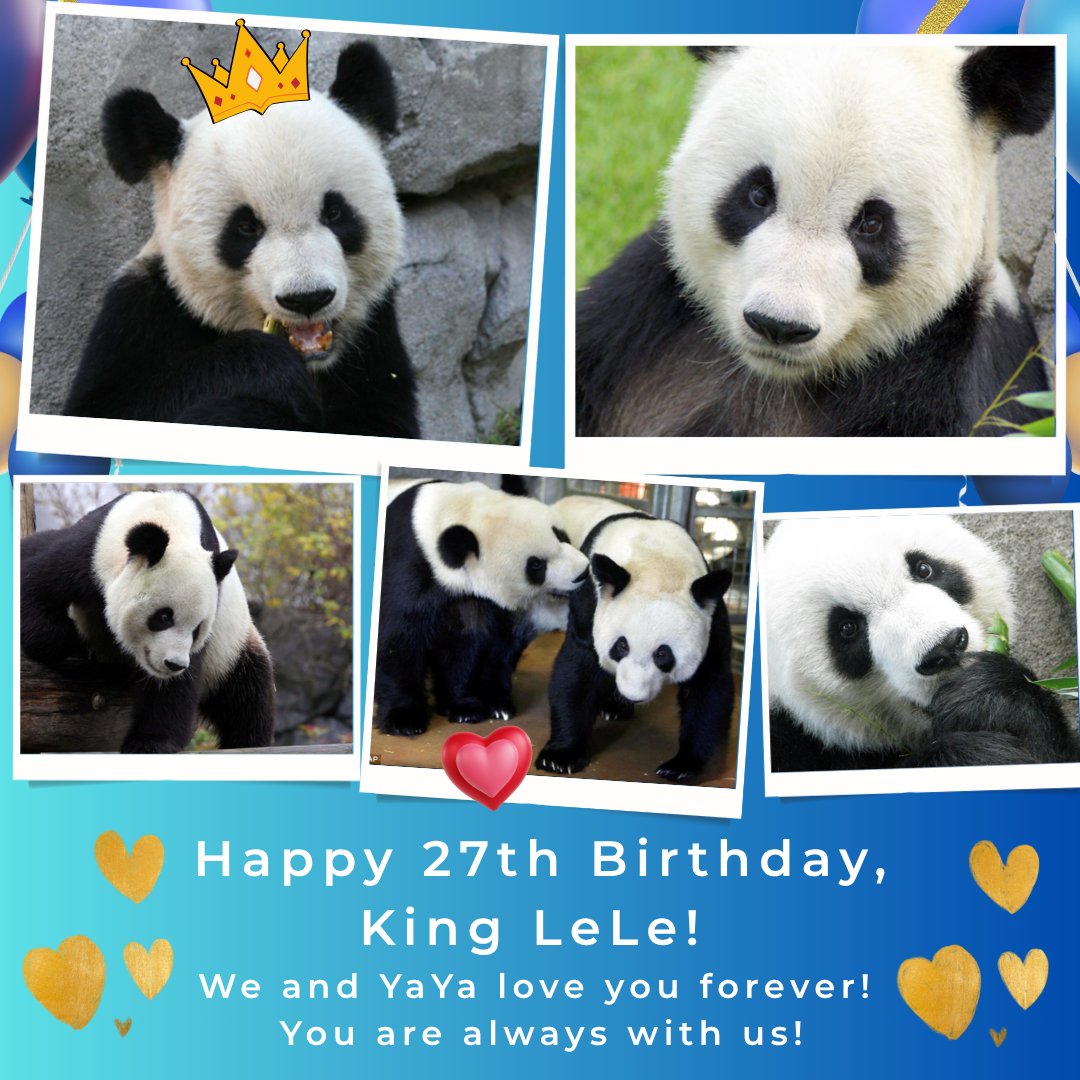 July 18th, a day to celebrate our hero #LeLe and to remember how important he is! His happy and handsome face, lovely smile and gentle soul keep brightening our hearts! LeLe is an angel always guiding us and always blessing #YaYa. Happy birthday to our king, angel and hero #LeLe!