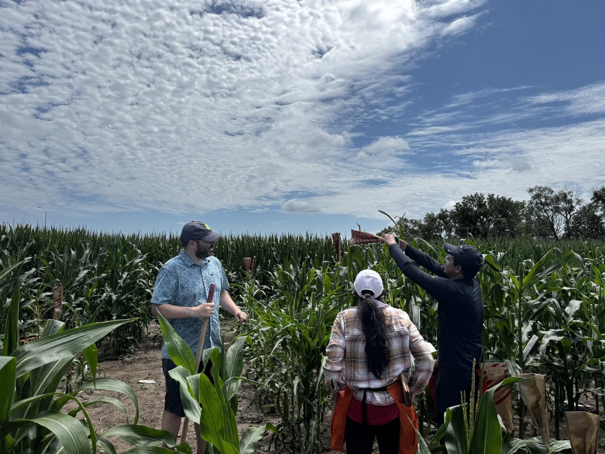 Sunday Summer morning… 🌽  <a href="/WaqarAli325/">Waqar Ali</a> <a href="/Sofiya_arora/">Sofiya Arora</a> <a href="/szintri/">James Schnable</a>