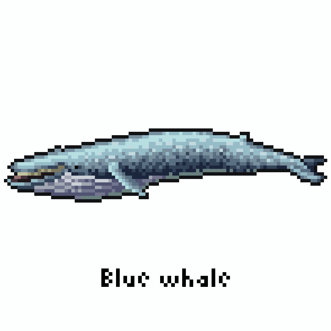 yofca13's tweet image. シロナガスクジラ / Blue whale

#pixelart #illustration #ドット絵