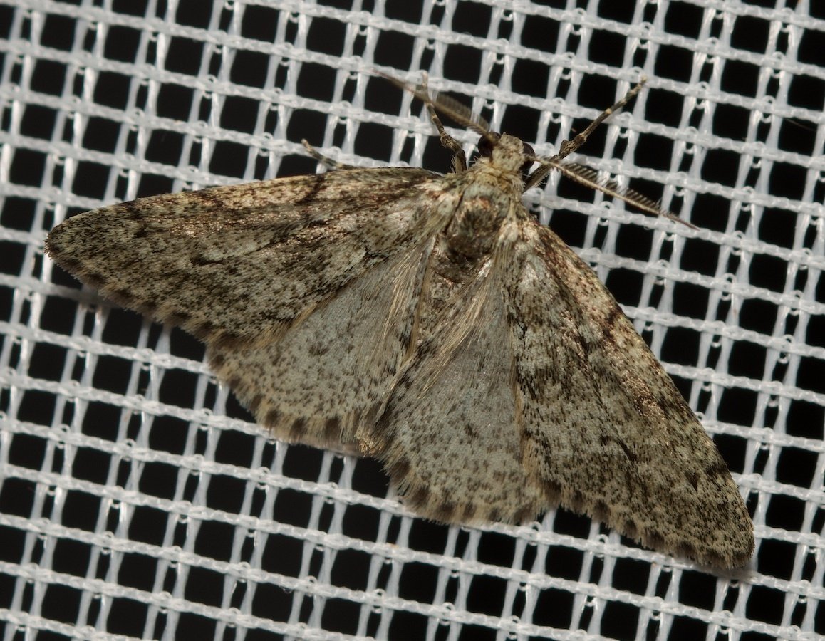 Totholz-Flechtenspanner (Tephronia sepiaria) Sehnde Garten, 18.7.2025 Für Niedersachsen wohl eine Rarität, wenn man sich Meldeforen anschaut.