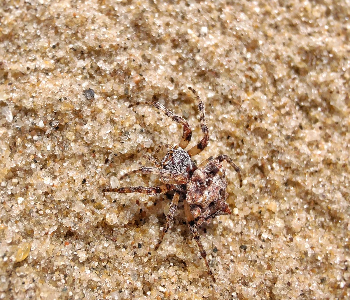 kimmaylou's tweet image. "Kim, did you drop all of your beach stuff, almost spilling your cup of Red Bull lemonade, to take a picture of a spider?" YES. Yes, I did. How could I pass up this adorable little creature?! I believe it is a starbellied orbweaver (Acanthepeira stellata), but i could be wrong.