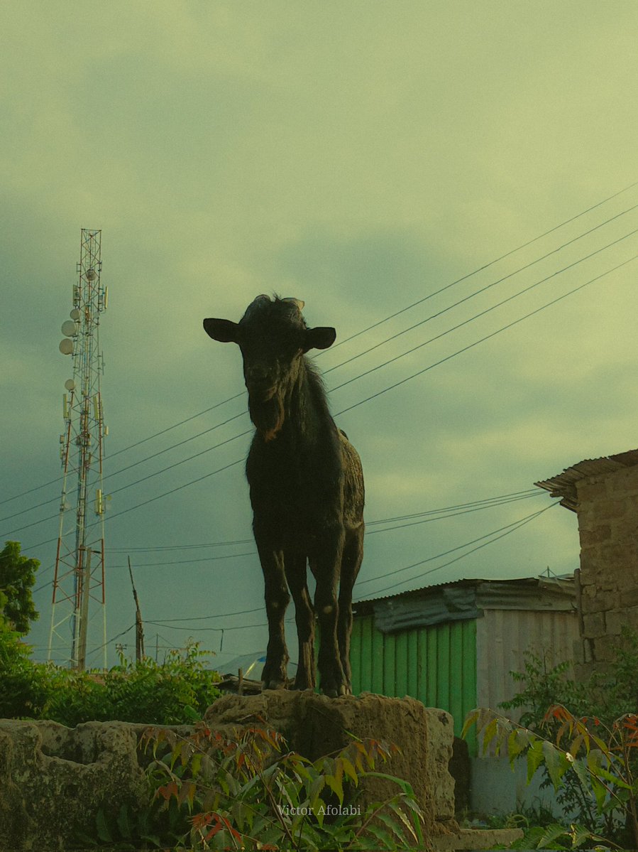 miralty_'s tweet image. I saw Wizkid today