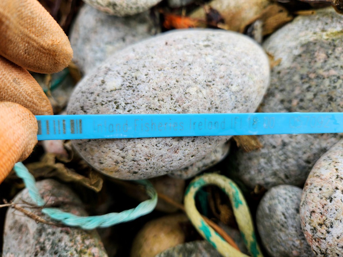 Inland Fisheries Ireland zip ties on Irish beaches. Please leave no trace if you're angling. <a href="/InlandFisherIE/">Inland Fisheries Ireland</a>
#Galway #BeachClean #SingleUsePlastic