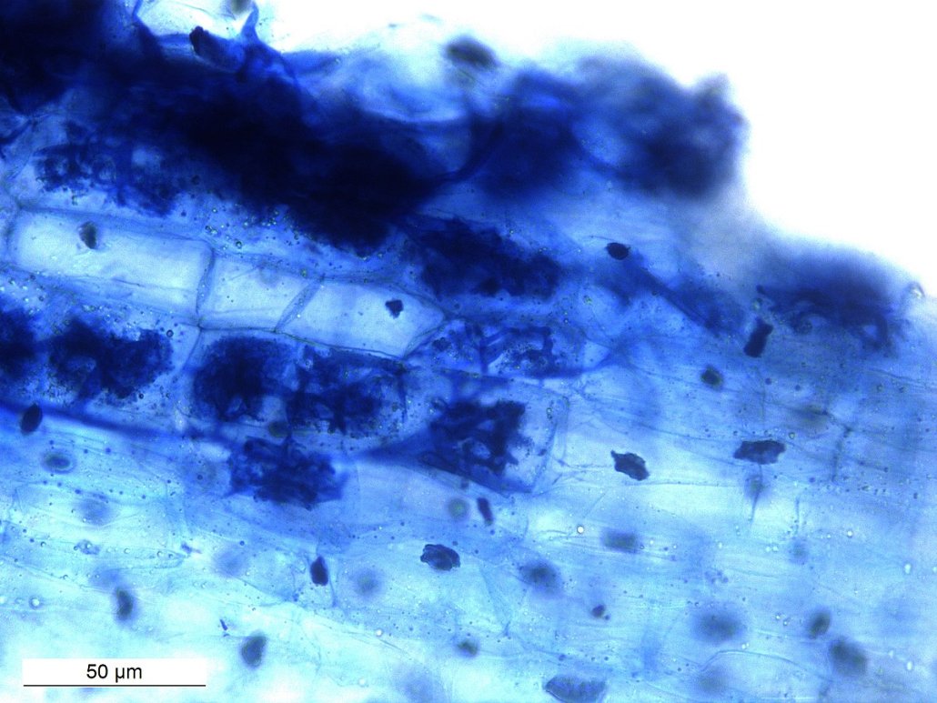 🔬A public database collects information on #soil #fungi

After years of study, a group of U.S. researchers has mapped the spore traits of 344 species of arbuscular mycorrhizal fungi

Read the news: tinyurl.com/5xchnup9
