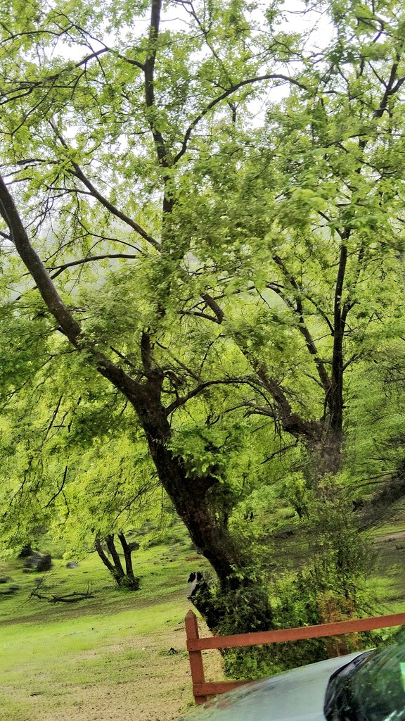 دائما هناك جانب جميل في كل شيء ♥️
#خريف_صلالة_2025