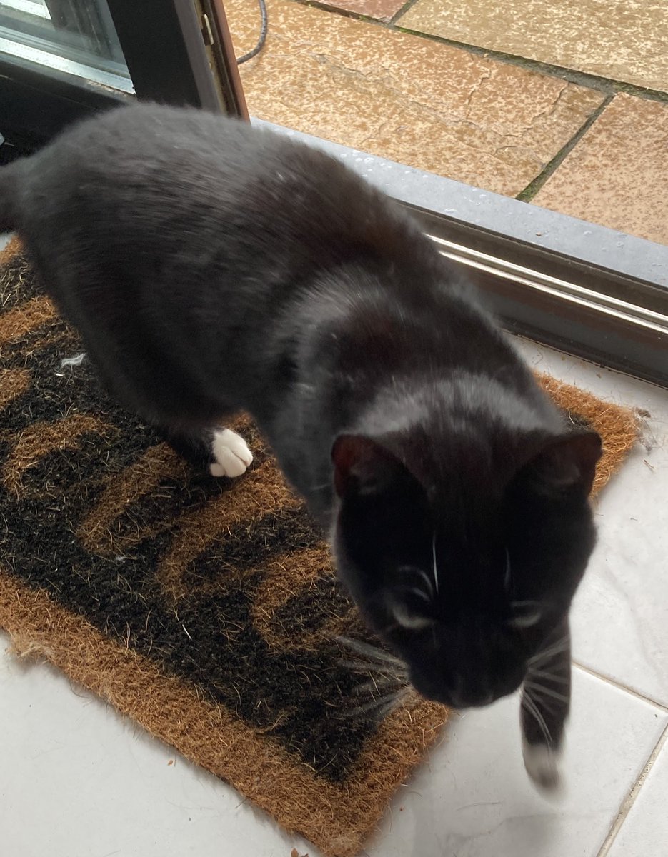Tramp the bastard stray 
Won’t leave cos it’s started raining