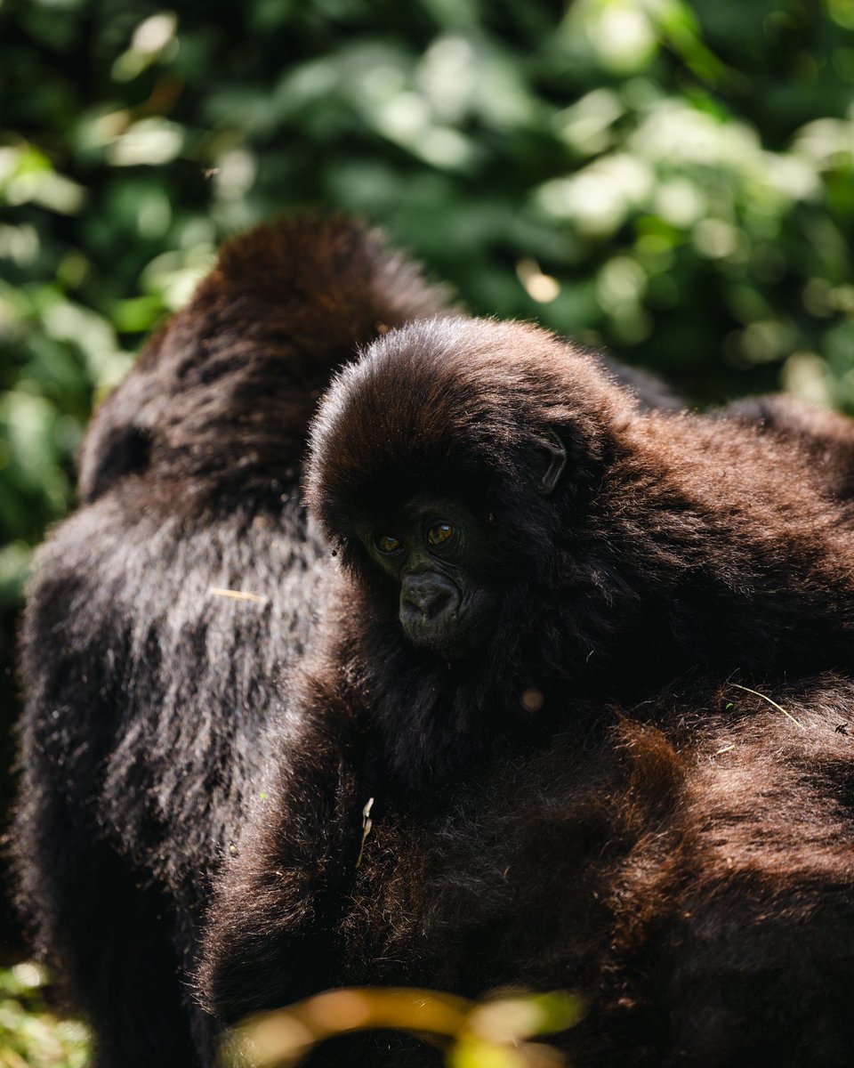 theBAL's tweet image. Happy 50th Birthday to NBA legend Ray Allen! 🎉
He marked this milestone with rare moments of stillness in the heart of Rwanda, going gorilla trekking with his family in Volcanoes National Park. 🦍🇷🇼
#VisitRwanda