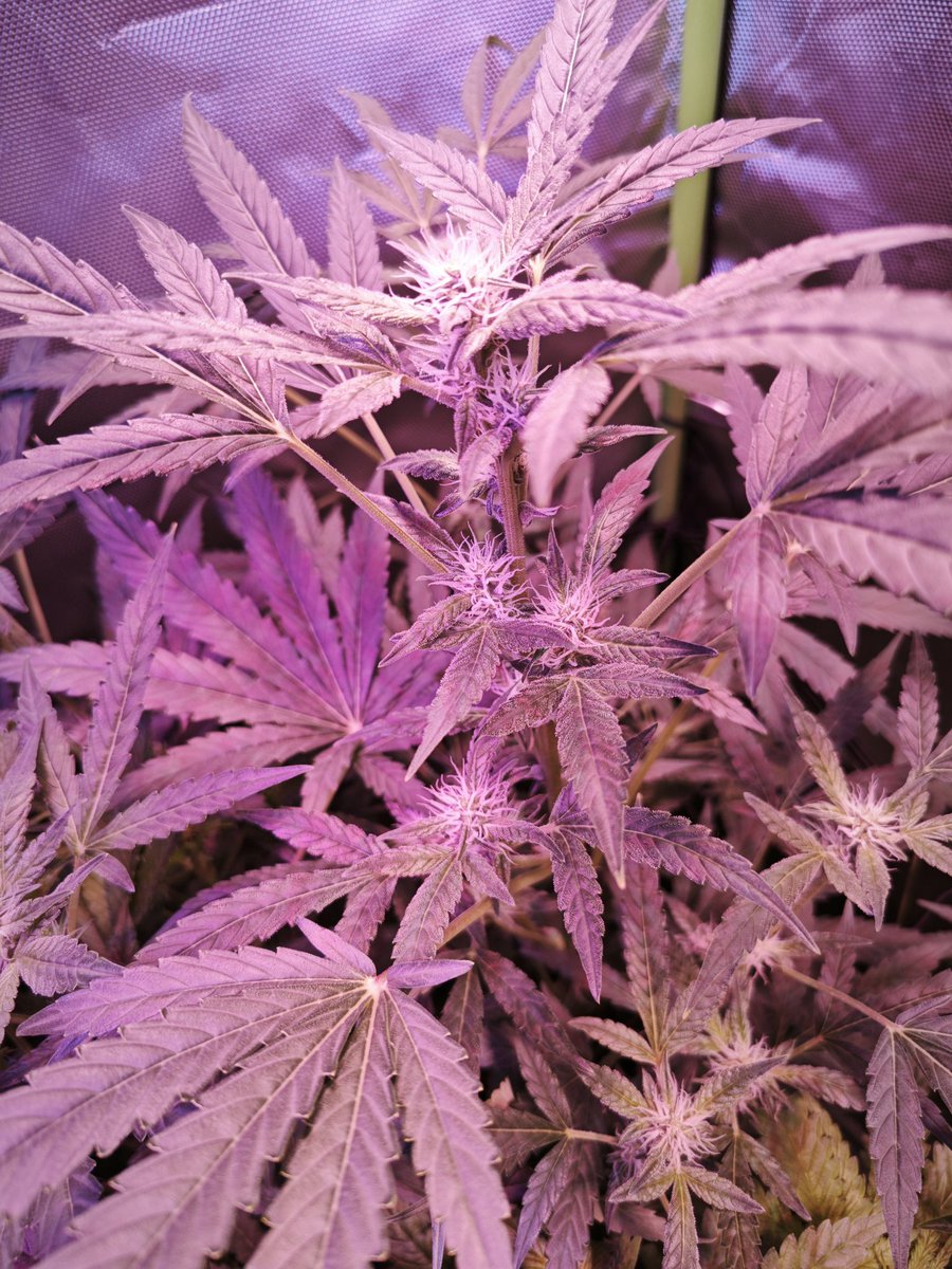 jibbit_420's tweet image. 🔥💚🌿 Gelato #68 🌿💚🔥 Blütetag 11🍦🍨👇👇