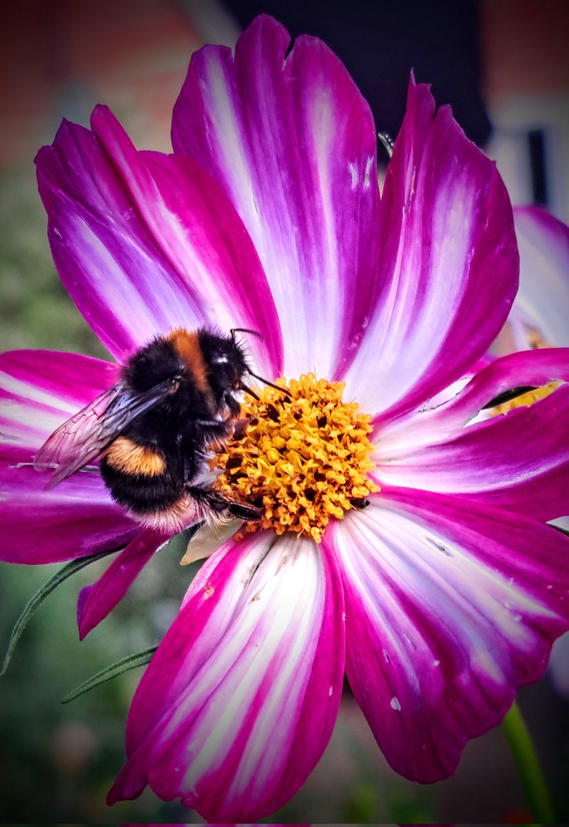 bosworth_alison's tweet photo. 💚 just a bee loving the Cosmos after the storm 💚
#Bumblebee
#Cosmos
#Polinator
#MyBackGarden
#GardenFlowers https://t.co/Q9SL4rqDpP
