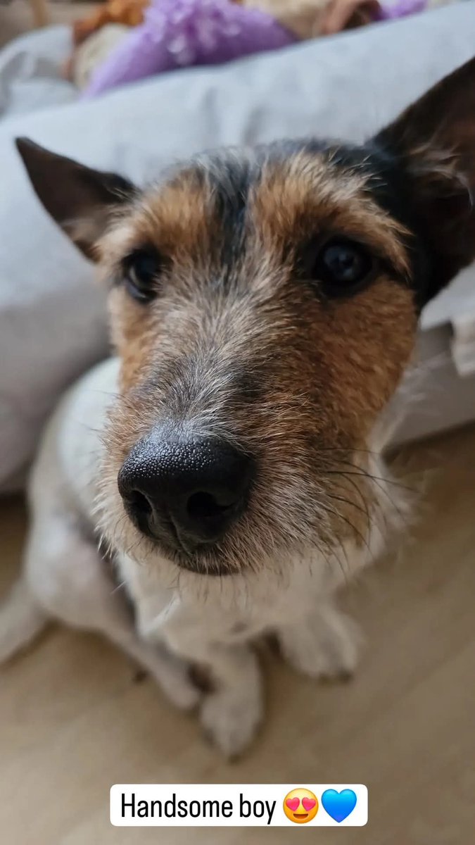 🆘19 JULY 2025 #Lost Buddy #ScanMe
Brown, White &amp; Black Mixed Breed Male
Navigation Road #Chelmsford #Essex #CM2
doglost.co.uk/dog/199195