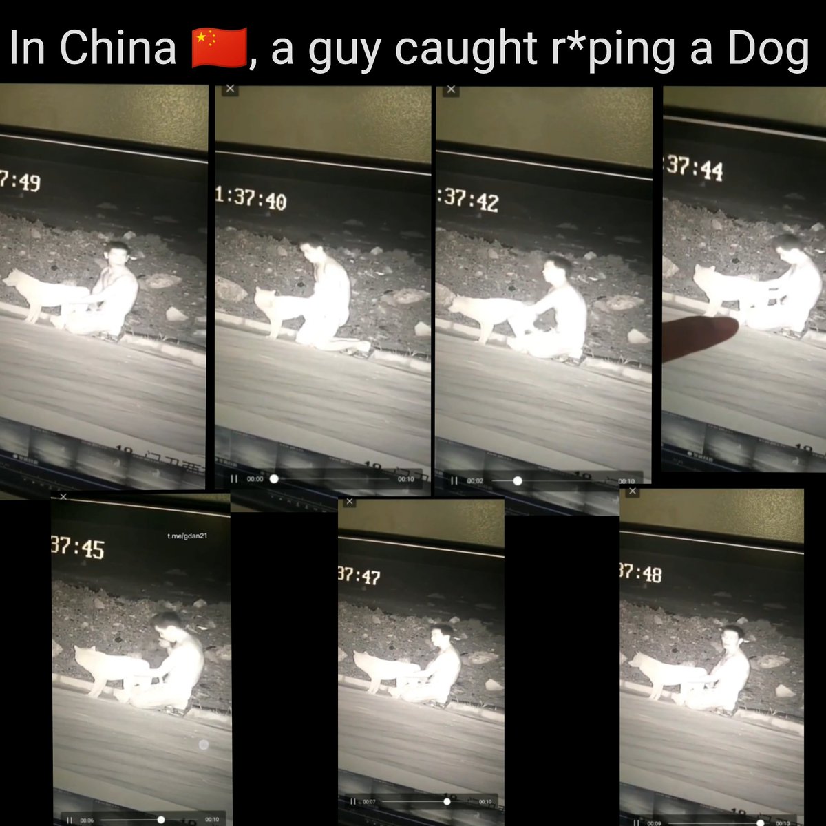 real_insight_1's tweet image. Another Chinese man caught raping a dog on CCTV. This is vile and unacceptable.
Animal protection laws are the need of the hour.
China is certainly 600 years ahead of the world!
#StopAnimalCruelty