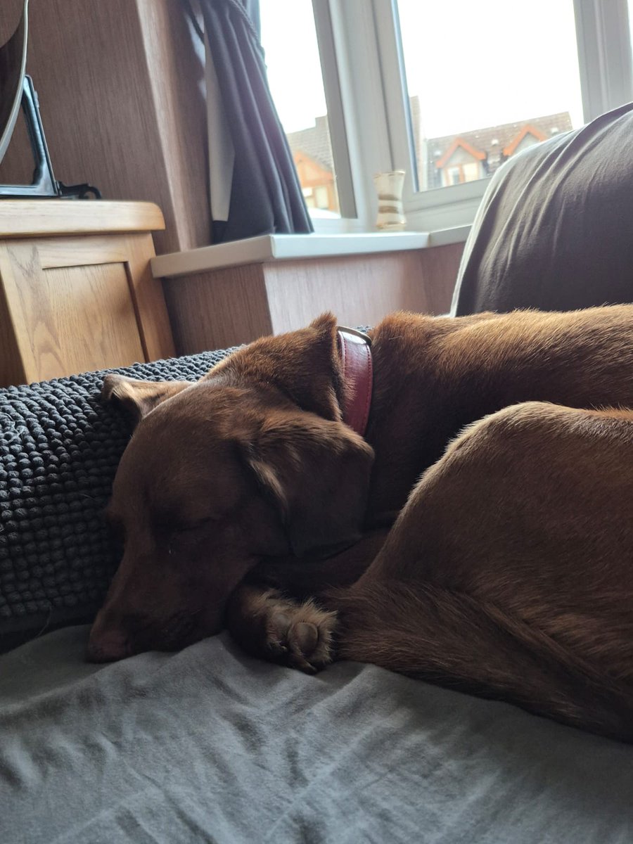 #TourDeCouch entry for today. It's muchly tuff to maintain de stamina required but I'm a committed afflete so it must be done 😴🐾🤭