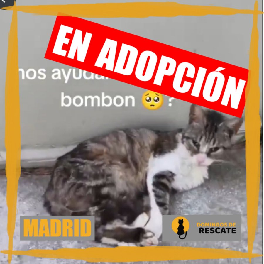 Seguimos buscando familia para esta gatita. 

Es casera abandonada en la calle

Sociable y cariñosa. Está en la calle. Tiene mal los ojitos, necesita veterinario. 

📍Madrid ciudad

Contacto: 650238702 
<a href="/Coloniasmarconi/">Colonias Felinas Polígono Industrial Villaverde</a>

#DomingoDeRescate