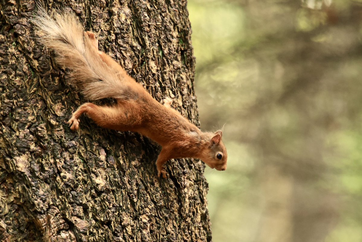 terrybnd's tweet image. My morning avoiding ticks, midges and mozzies involved spending time with this red scamp I’ve not met before in the forest 😊❤️🐿️ A proper beauty eh 😊🐿️ #lakedistrict #nature #redsquirrel