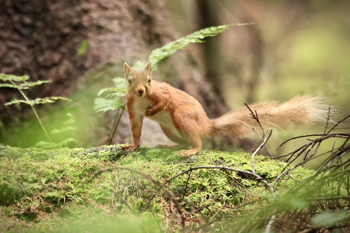 terrybnd's tweet image. My morning avoiding ticks, midges and mozzies involved spending time with this red scamp I’ve not met before in the forest 😊❤️🐿️ A proper beauty eh 😊🐿️ #lakedistrict #nature #redsquirrel