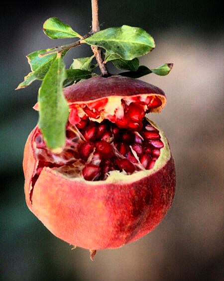 AhmadiMMMahdiii's tweet image. خوش به حال انارها و انجیرها
دلتنگ كه می شوند، می تركند...
#مهدى_اخوان_ثالث