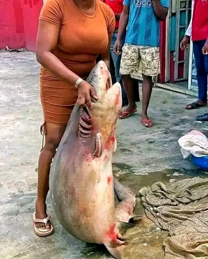 whiitetyger's tweet image. Catch in Port Harcourt, did you ever get the chance to try shark meat?
Ijaw to the world
#photochallenge #photoshoot #photographychallengechallenge